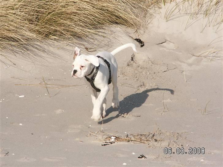 Boxer Aslan billede 10