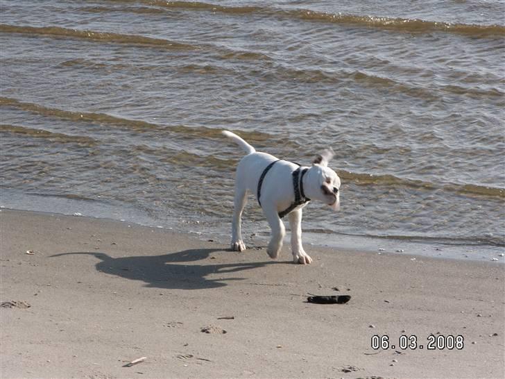 Boxer Aslan billede 11