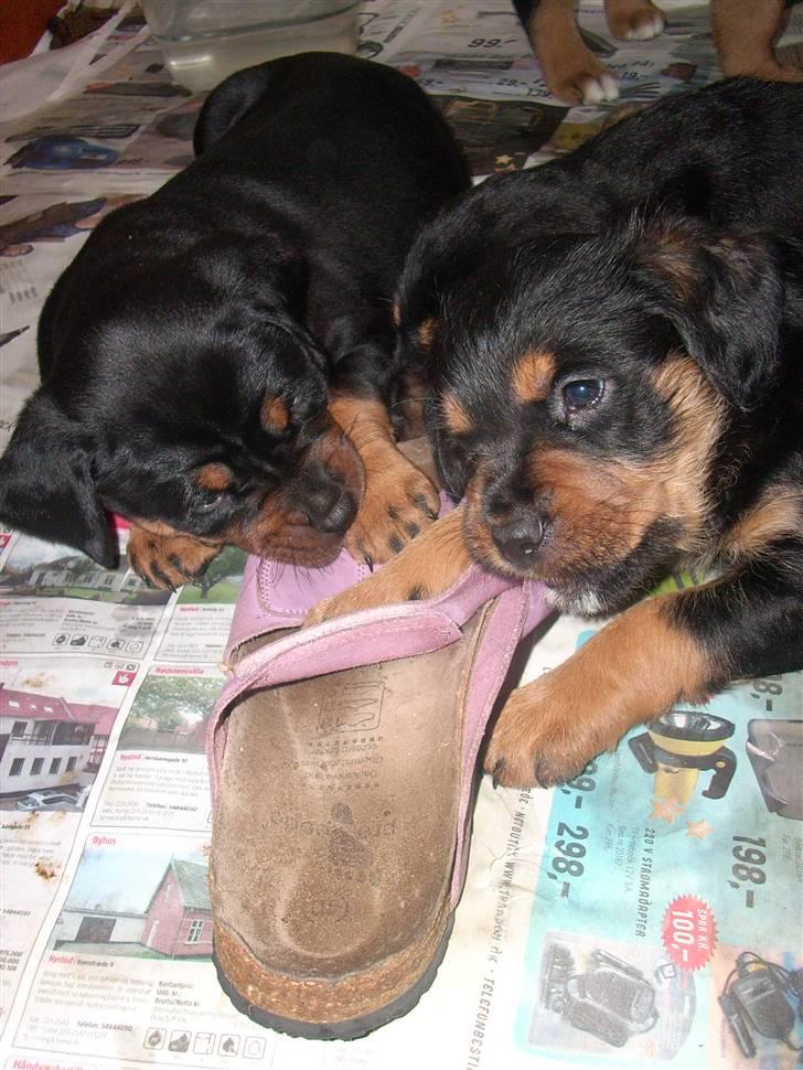 Blanding af racer Fraya R.I.P 26/4-2011 - den sko smager godt.. billede 5