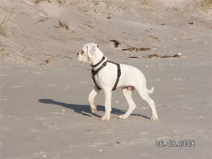 Boxer Aslan billede 12