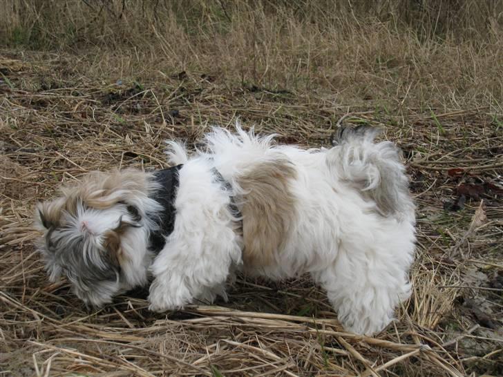 Bichon havanais Kennel Honiahaka`s Luna - Jeg synes, at jeg så noget dernede (måske et kødben).... billede 15