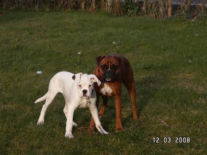 Boxer Aslan billede 13