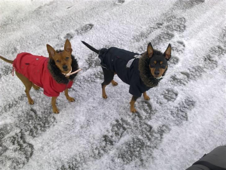 Dvaergpinscher Micki r.i.p mors prins aka-prinsen over alle prins - velkommen til min profil, det mig micki den sorte, og så min lille søster billede 1