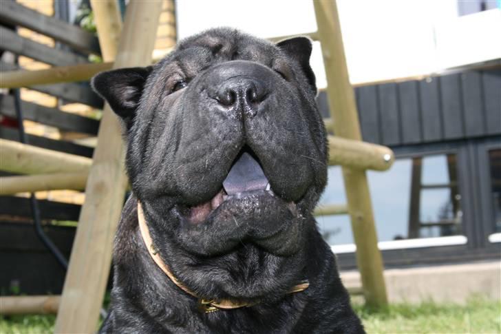 Shar pei Louis billede 4