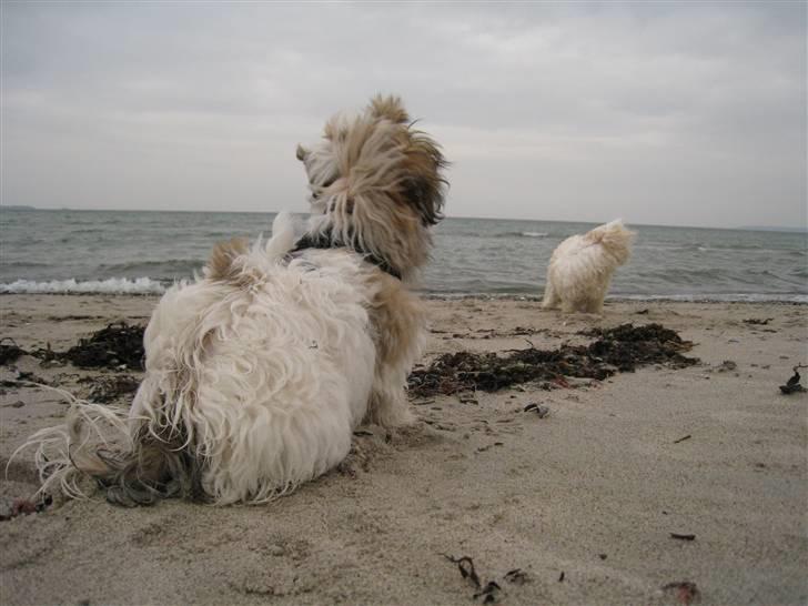 Bichon havanais Kennel Honiahaka`s Luna billede 17