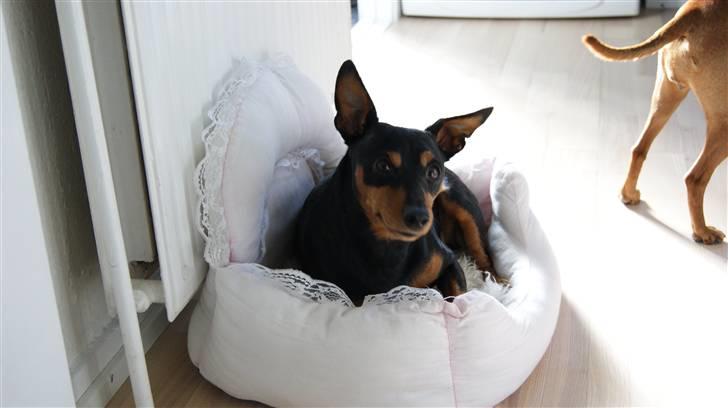 Dvaergpinscher Micki r.i.p mors prins aka-prinsen over alle prins - elsker min lyserøde prinsesse stol,shhh ikke sige det til nogen det er lille gingers men jeg har hapset den billede 2