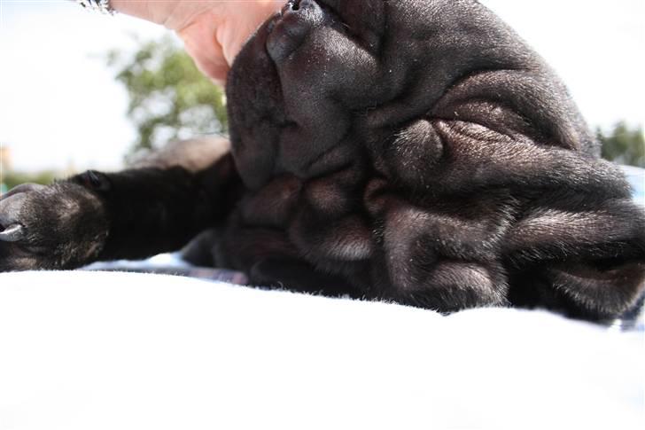 Shar pei Louis - hvad er op og ned billede 5