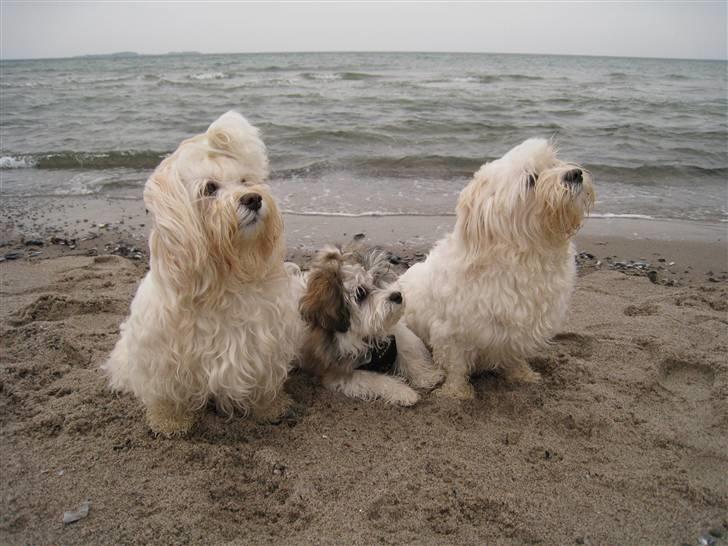 Bichon havanais Kennel Honiahaka`s Luna - Her sidder jeg imellem min mor og søster billede 18