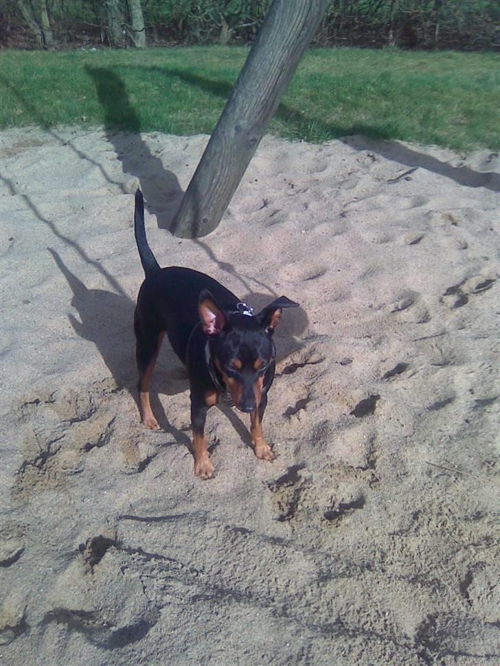 Dvaergpinscher Micki r.i.p mors prins aka-prinsen over alle prins - så slal der graves jubiii billede 3
