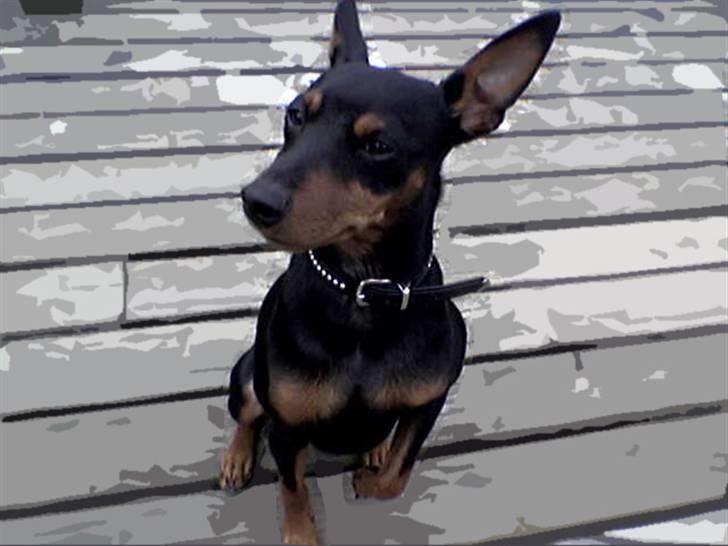 Dvaergpinscher Micki r.i.p mors prins aka-prinsen over alle prins - lille mig ca 6 mdr billede 4