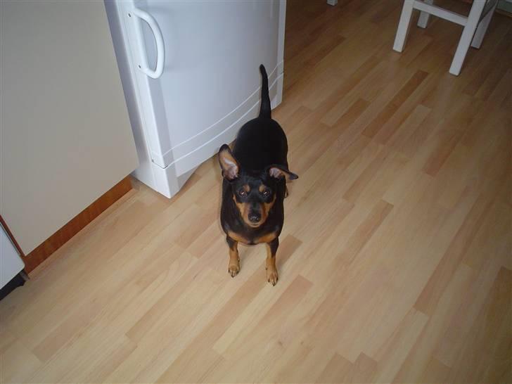 Dvaergpinscher Micki r.i.p mors prins aka-prinsen over alle prins - hey mor billede 5