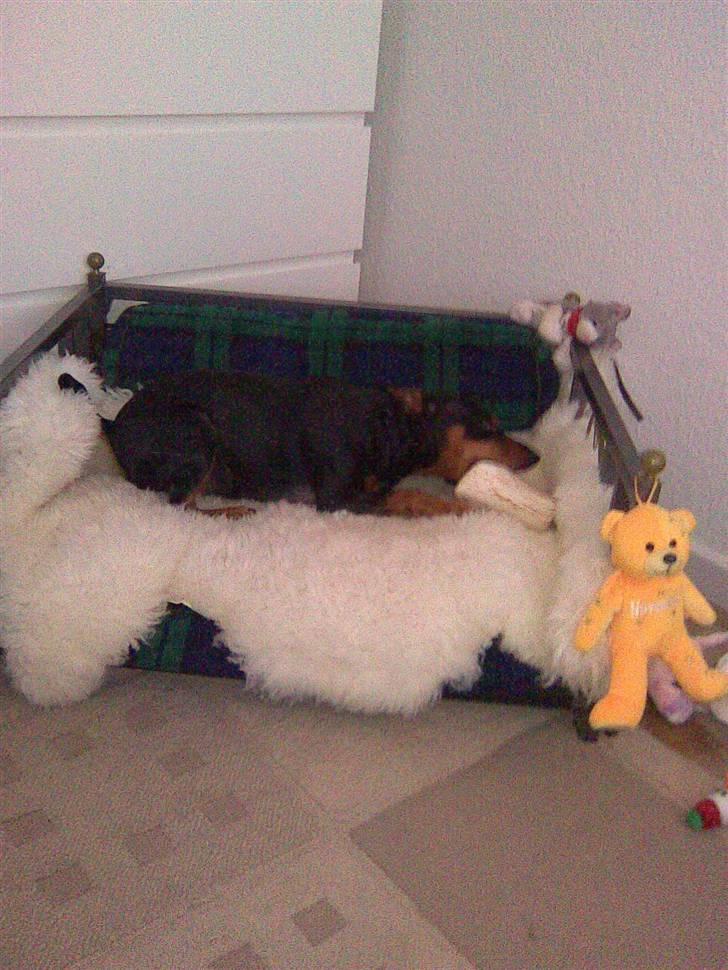 Dvaergpinscher Micki r.i.p mors prins aka-prinsen over alle prins - hygger lige med mit beb uhmmm billede 6