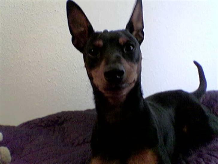 Dvaergpinscher Micki r.i.p mors prins aka-prinsen over alle prins - 7 mdr gammel og mine ører står nu weeeee billede 7