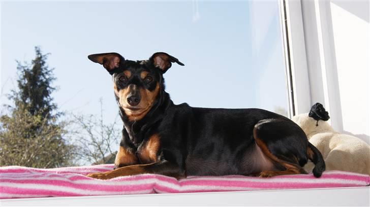 Dvaergpinscher Micki r.i.p mors prins aka-prinsen over alle prins - min smukke dreng billede 8