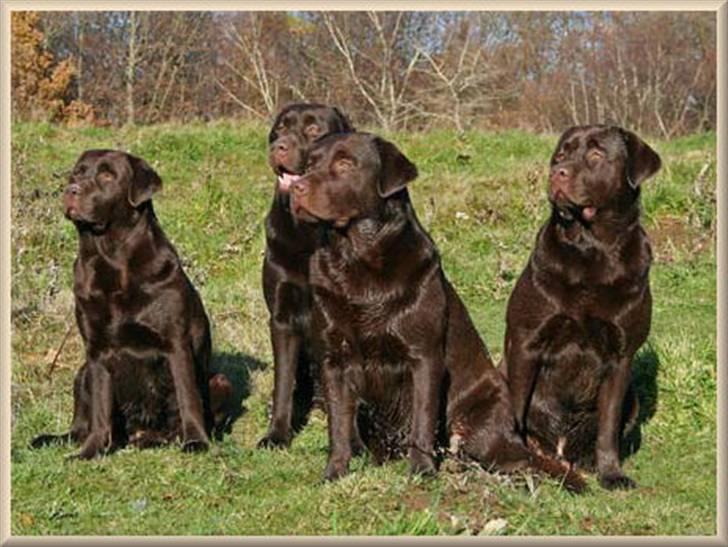 Labrador retriever Baloo - Her er lidt af Baloo`s familie.Fra højre er det Baloo så er det storebror,en kuld bror og så er der mor Soffy til venstre billede 3