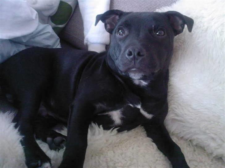 Staffordshire bull terrier Muttley billede 15