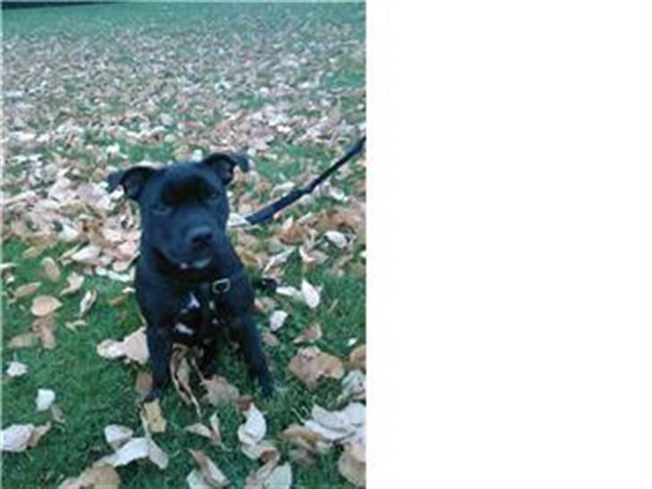 Staffordshire bull terrier Muttley billede 16