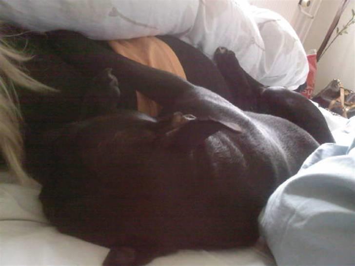 Staffordshire bull terrier Muttley billede 17