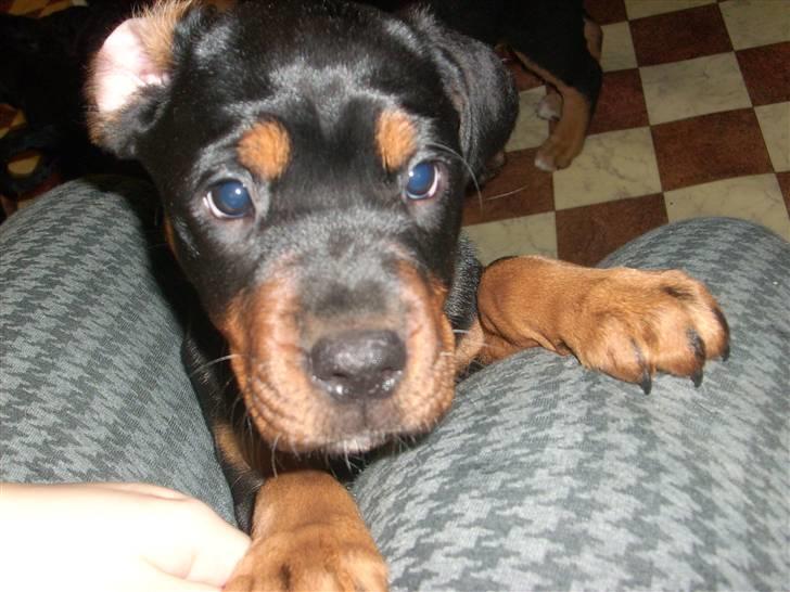 Blanding af racer Fraya R.I.P 26/4-2011 - hej med dig.. :-) billede 6