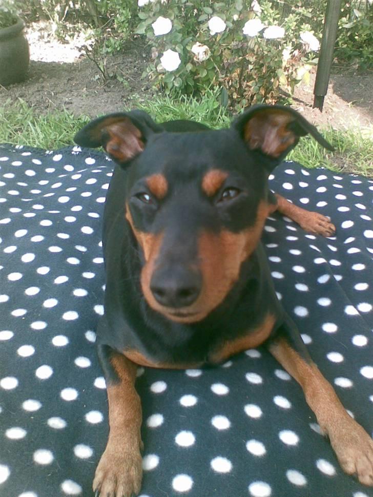 Dvaergpinscher Micki r.i.p mors prins aka-prinsen over alle prins - lad mig nu være mor billede 9