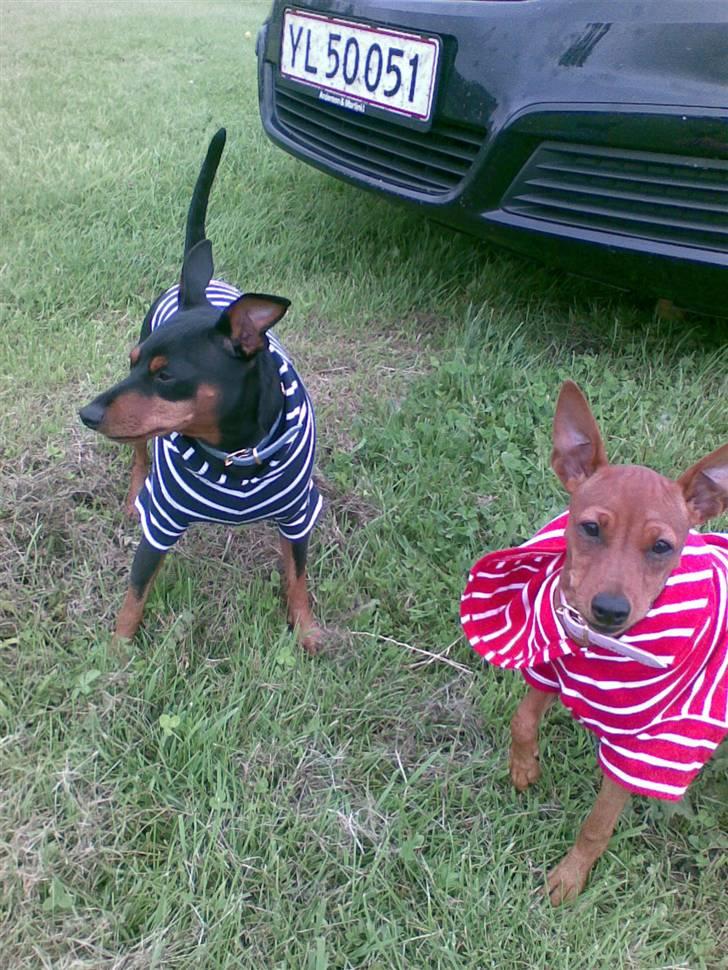 Dvaergpinscher Micki r.i.p mors prins aka-prinsen over alle prins - er vi ikke fine i vores fangedragter billede 10