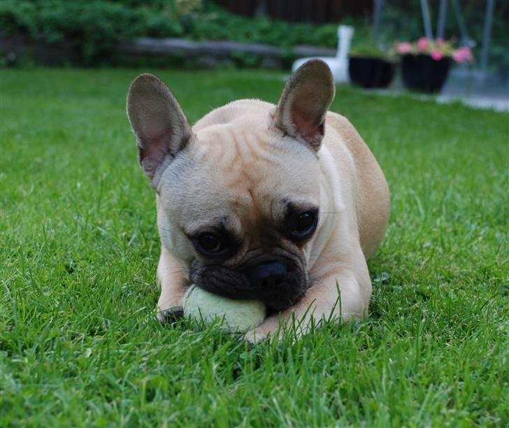 Fransk bulldog Milo - Min bold! billede 9