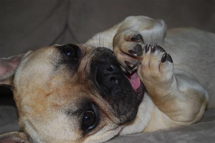 Fransk bulldog Milo billede 10