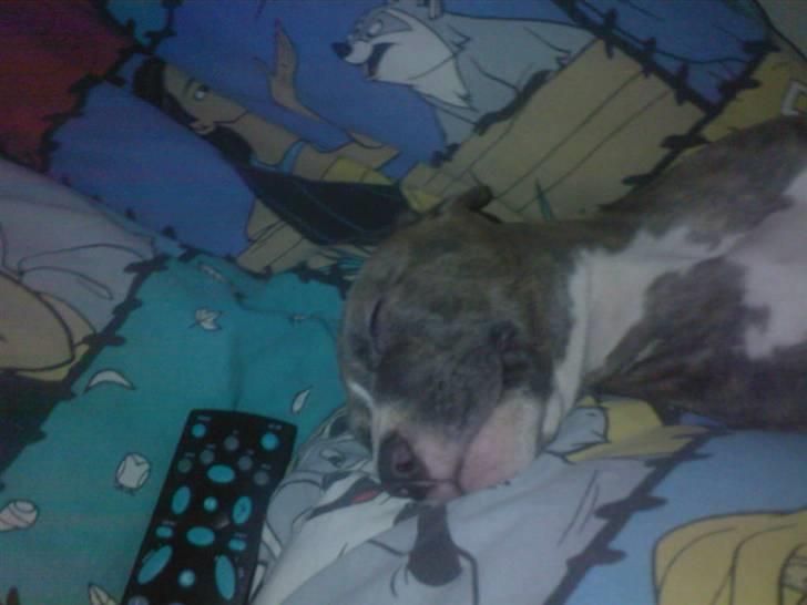 Amerikansk staffordshire terrier Zigo (ikke min længere) billede 9