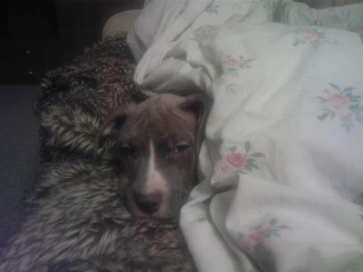 Amerikansk staffordshire terrier Zigo (ikke min længere) billede 10