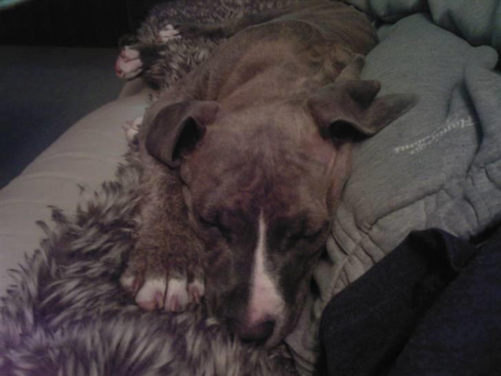 Amerikansk staffordshire terrier Zigo (ikke min længere) billede 11