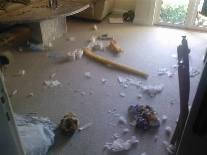 Amerikansk staffordshire terrier Zigo (ikke min længere) - VELKOMMEN HJEM FAR :D !! haha  billede 12