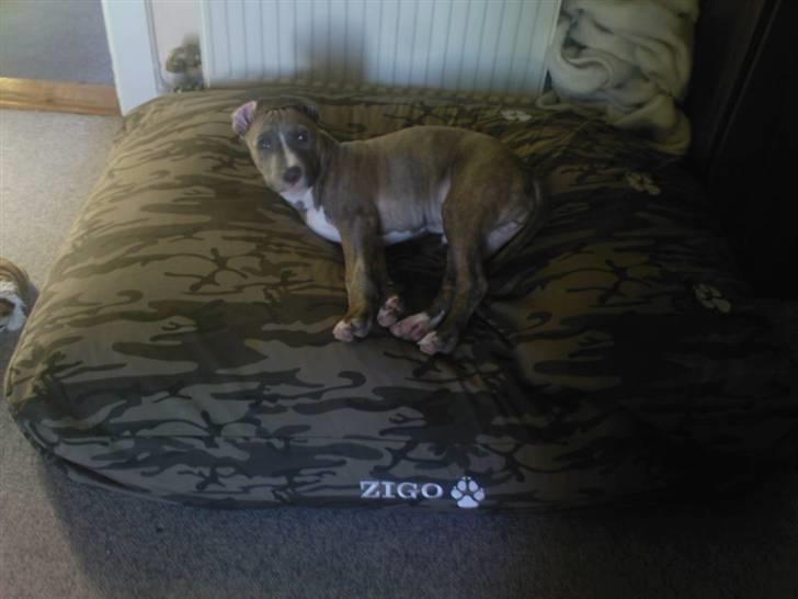 Amerikansk staffordshire terrier Zigo (ikke min længere) - se min fine nye seng :P billede 13