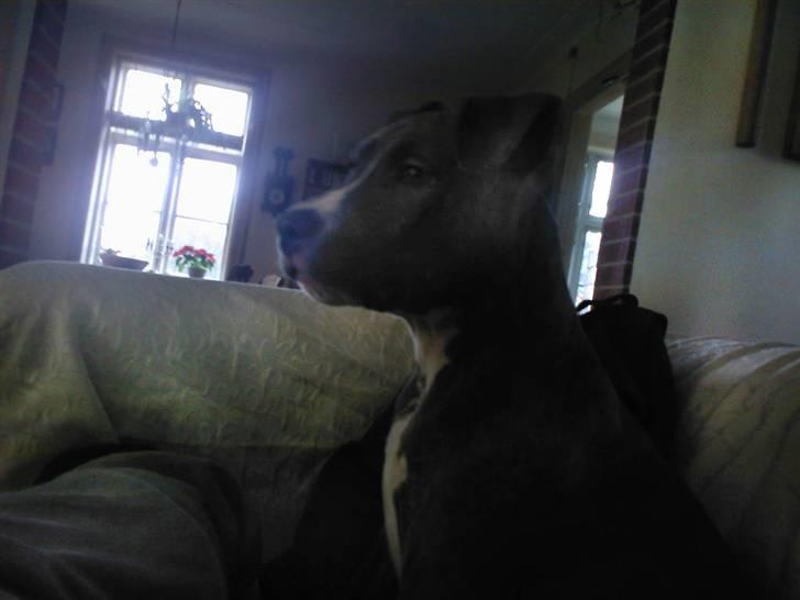 Amerikansk staffordshire terrier Zigo (ikke min længere) billede 14