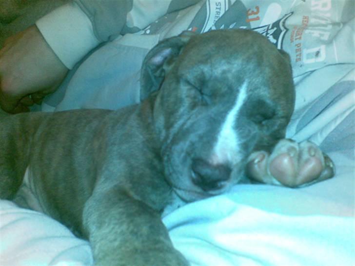 Amerikansk staffordshire terrier Zigo (ikke min længere) billede 15