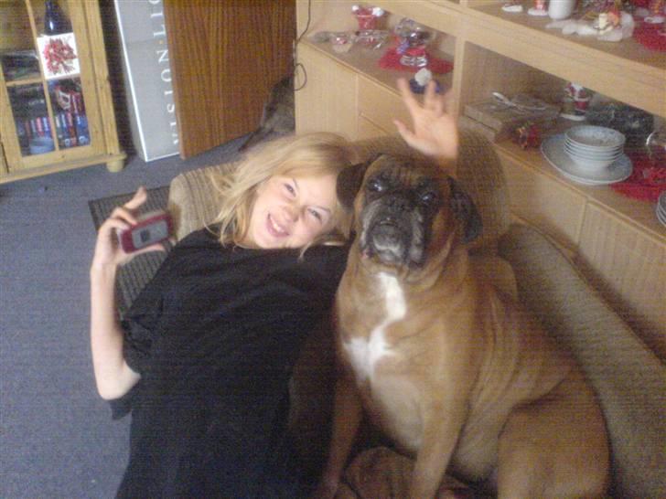 Boxer schiba   R.I.P billede 7