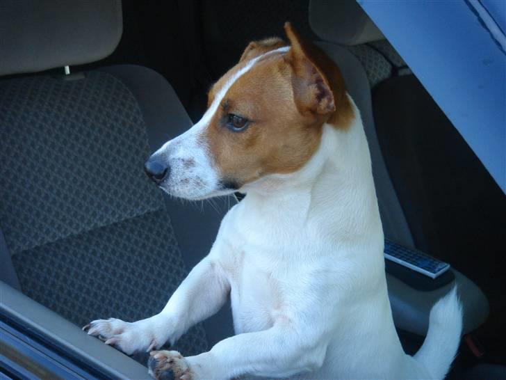 Jack russell terrier Gizmo (Mr Wonky Ears) - Hmm i wonder? billede 20