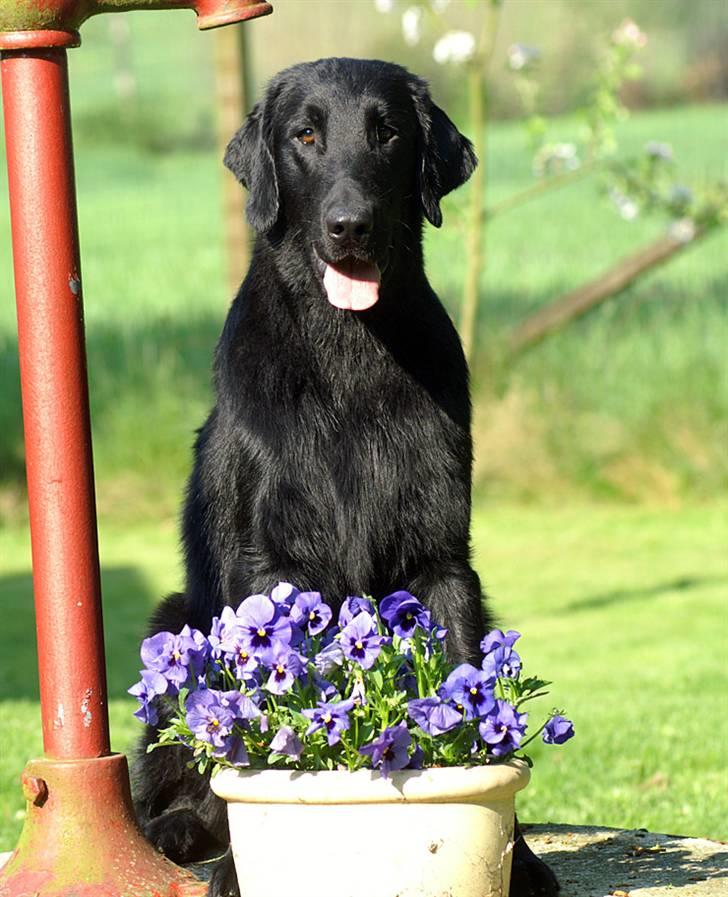 Flat coated retriever Picazzo billede 12