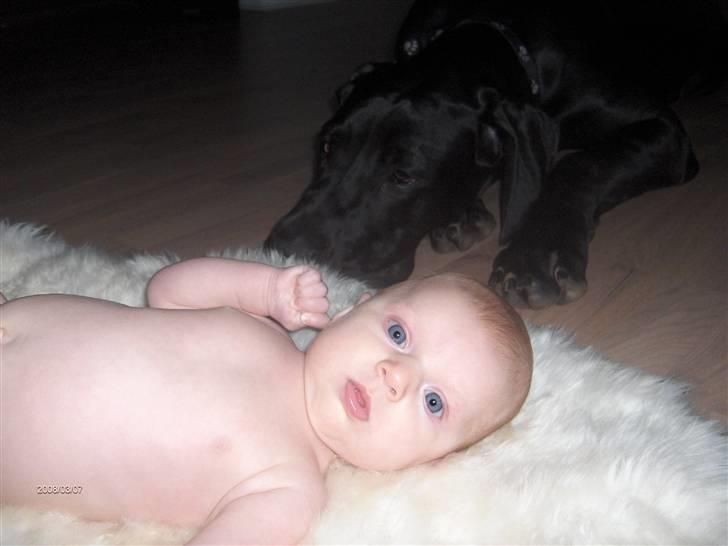 Grand danois ## RICCO ## - JEG ELSKER DE SMÅ BØRN OG PASSER GODT PÅ DEM !! billede 19