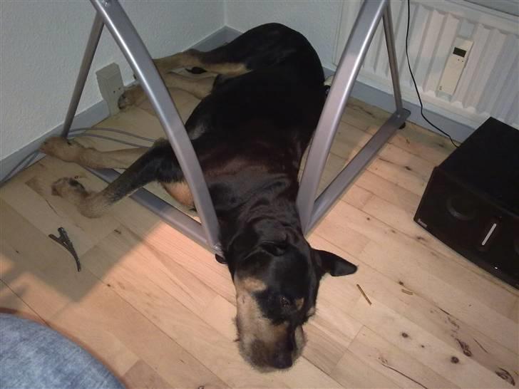 Blanding af racer  Whisky * R.I.P * billede 2