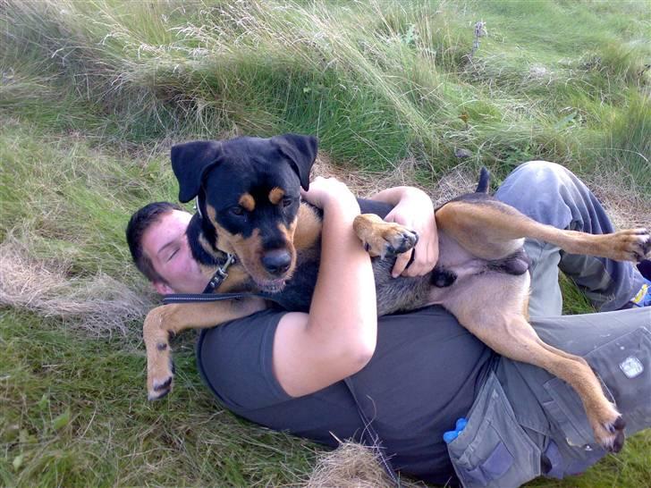 Blanding af racer  Whisky * R.I.P * billede 3