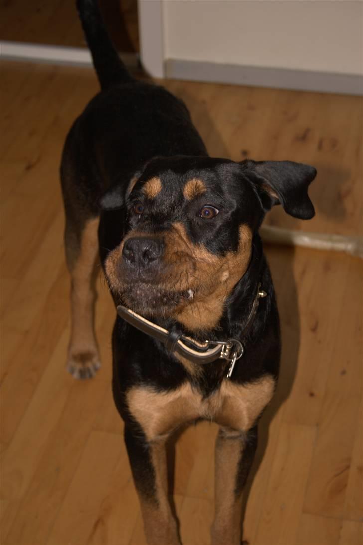 Blanding af racer  Whisky * R.I.P * - mmm gnaske gnaske.. godbidden smager godt.. billede 4