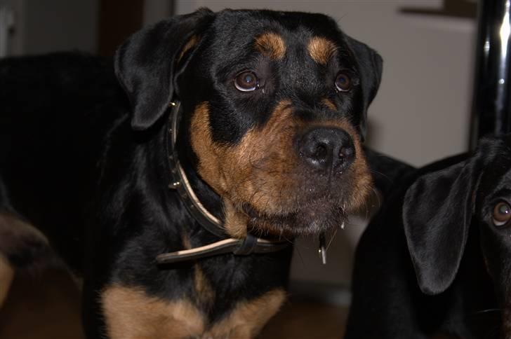 Blanding af racer  Whisky * R.I.P * - Giv mig en godbid til.. billede 5