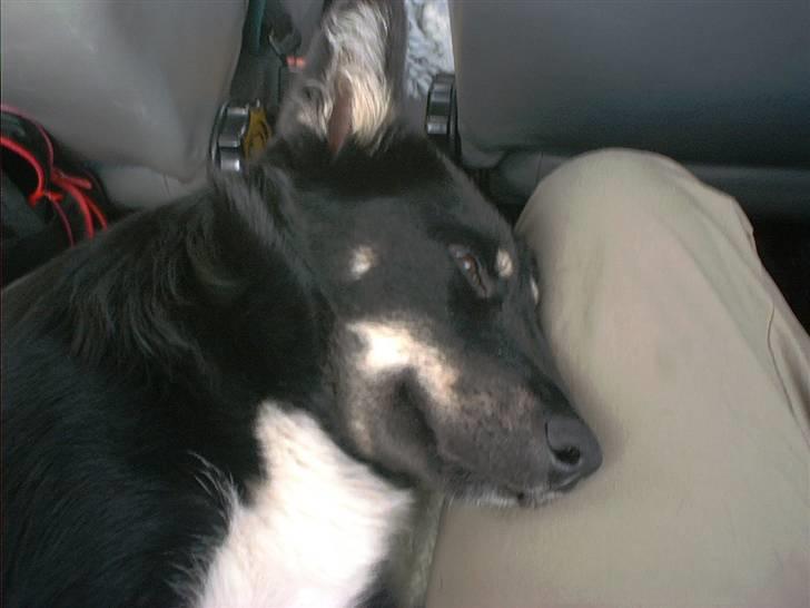 Finsk hyrdehund Petra - Petra første lange biltur til Frankrig billede 10