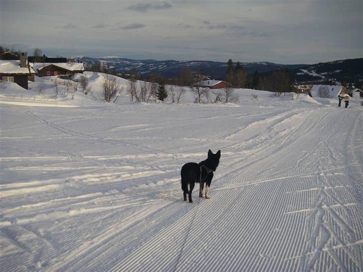 Finsk hyrdehund Petra - Langrendstur i Skeikampen Norge 2008 billede 11