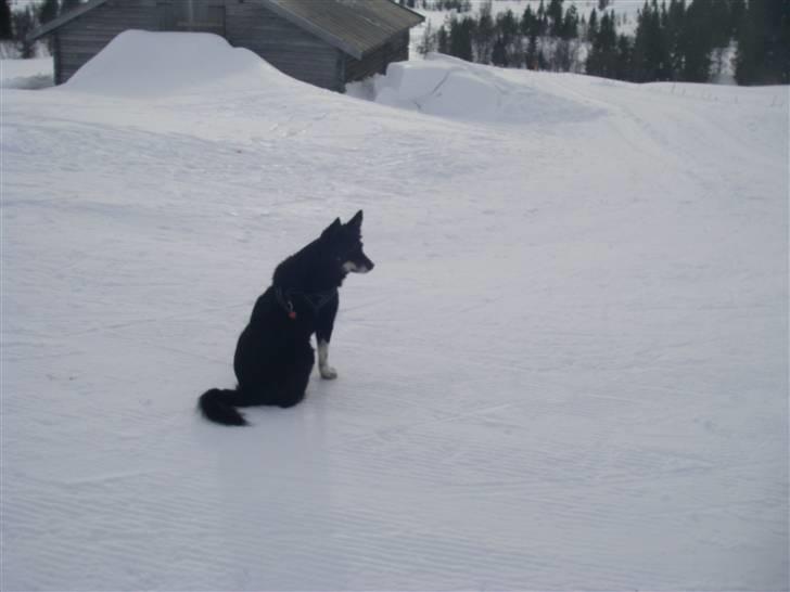 Finsk hyrdehund Petra - Hvem kommer der? Skeikampen 2008 billede 12