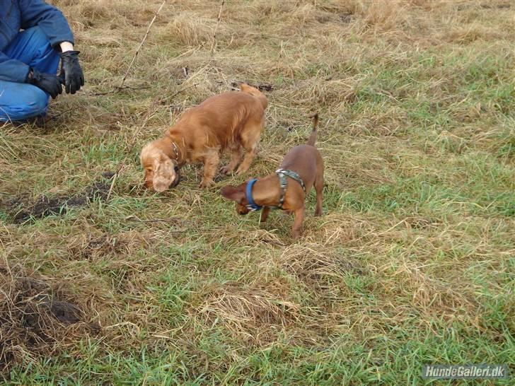 Blanding af racer Eddi  - Eddi og hans ven Oliver.. søger billede 3