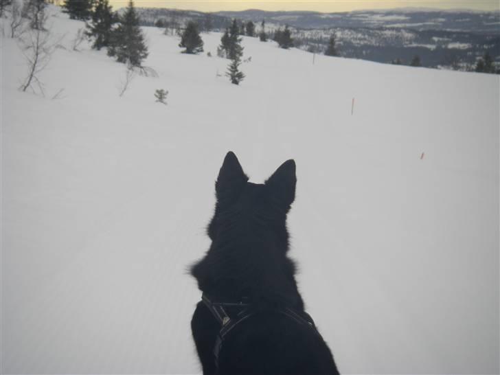 Finsk hyrdehund Petra - Hvor er de rener henne? Højfjeldstur (1200 moh) Skeikampen 2008 billede 13