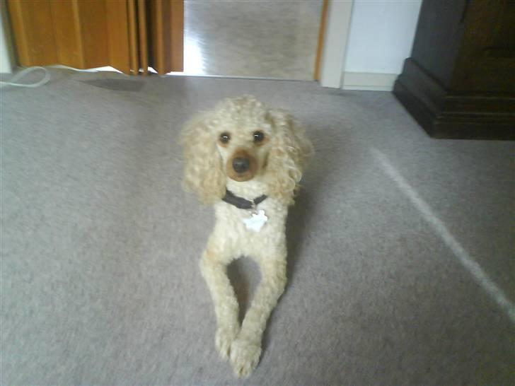 Mellempuddel Pluto billede 10