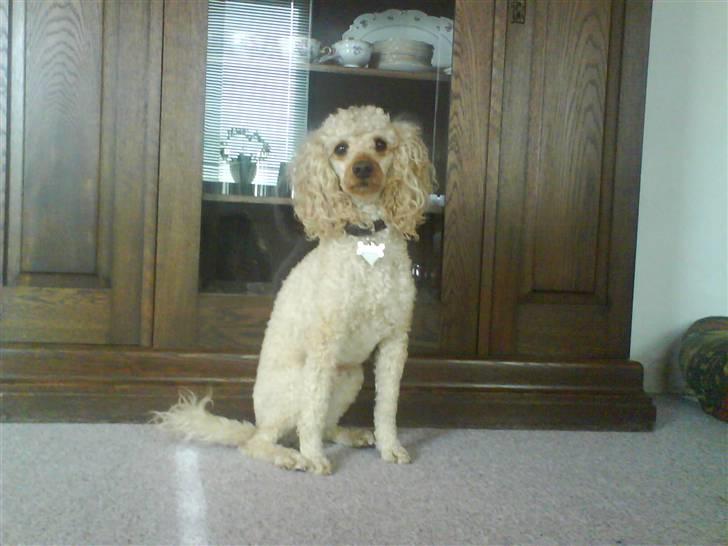 Mellempuddel Pluto billede 11