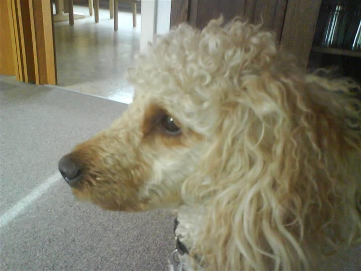 Mellempuddel Pluto billede 12